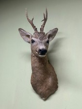 Usado, Suporte de ombro de veado (verão), cabeça de javali selvagem, javali selvagem, taxidermia, troféu comprar usado  Enviando para Brazil
