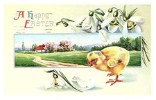 Easter chick for sale  Brooklyn