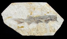 Cool large cretaceous for sale  Lancaster