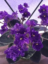 African violet cajun for sale  Cedar Park