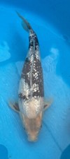 Vhq gin rin for sale  AYLESBURY