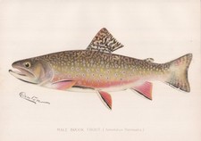 Original antique fish for sale  Southampton