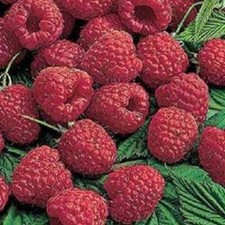 Lewis red raspberry for sale  Eugene