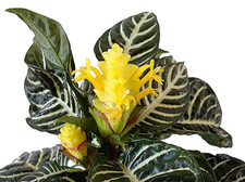 Live aphelandra zebra for sale  Wadsworth