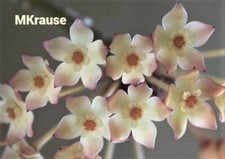 Hoya macrophylla albomarginata for sale  Brooksville