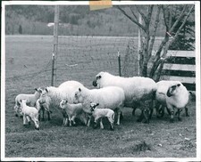 1971 photo sheep for sale  Germantown