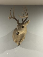 Point whitetail deer for sale  Austin
