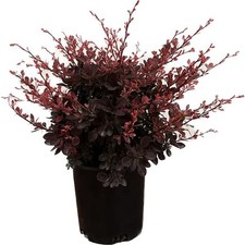 2.5 qt. rose for sale  San Jose