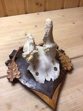 Abnormer rehbock morchelbock gebraucht kaufen  Neubeuern