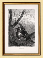 Kolkrabe haase jagdbild gebraucht kaufen  Grabenstätt