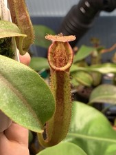 Seed grown nepenthes for sale  MATLOCK