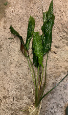 Rare cryptocoryne crispatula d'occasion  Krautergersheim