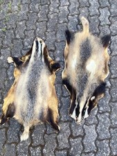 Dachsfelle dachs fell gebraucht kaufen  Eppingen