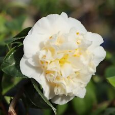 Camellia plant nobilissima for sale  GLASGOW