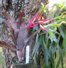 Buy save bromeliad for sale  Miami