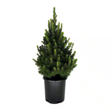Dwarf alberta spruce for sale  Tacoma