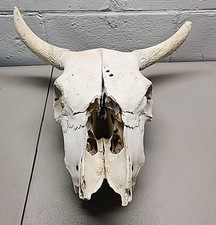 Buffalo bison head for sale  Saint Louis