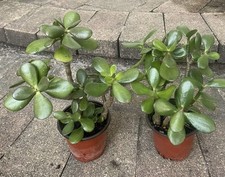 Crassula ovata live for sale  New Lenox
