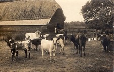Farming. cows farmyard. for sale  UK