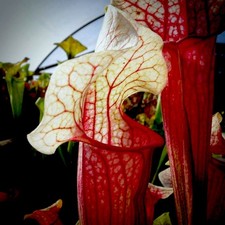 Sarracenia eva for sale Sarracenia eva for sale  BUDE
