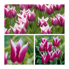 Claudia tulips flower for sale  CANTERBURY