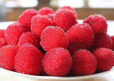 Rubus illecebrosus funberry for sale  NOTTINGHAM