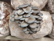 Blue oyster mushroom for sale  Holiday