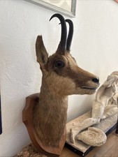 Trophé chamois naturalisé d'occasion  Rives