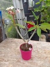 Plumeria rubra for sale Plumeria rubra for sale  MALDON