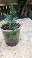 Blue spruce tree for sale  Denver