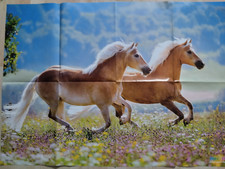Poster haflinger pferde gebraucht kaufen  Hausen, Sondheim, Nordheim