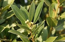 Bay leaf laurus for sale  Huntington Beach