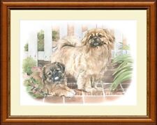 Tibetan spaniel fine for sale  CANNOCK
