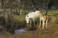 New forest ponies for sale  BARNSLEY