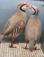 X12 chukar partridge for sale  LLANDINAM