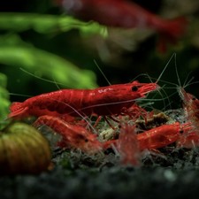 Live fire red for sale  Willow Springs
