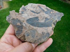 Pflanzenfossilien dem tagebau gebraucht kaufen  Limbach-Oberfrohna