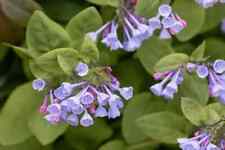 virginia bluebells for sale  Newland