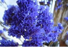 Seeds purple violet for sale  Goldsboro