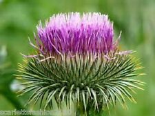 Cotton thistle onopordum for sale  DARLINGTON