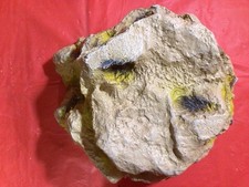 Medium reptile hide for sale  Corpus Christi