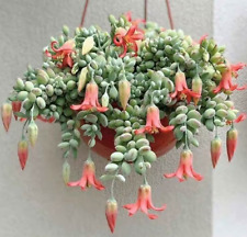 Unrooted cotyledon pendens for sale  San Leandro