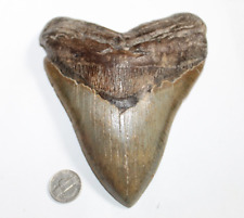 Megalodon shark tooth for sale  Wilmington