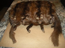 Vintage taxidermy mink for sale  Wilmington