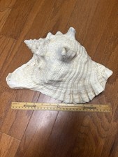 Natural queen conch for sale  Macon