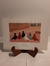 Rare color pigeon for sale  Sodus