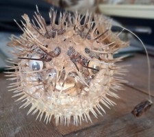 Véritable poisson globe d'occasion  Le Chesne