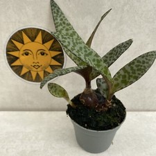 Ledebouria socialis silver for sale  LIVERPOOL