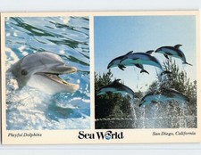 Postcard dolphins sea for sale  Stevens Point