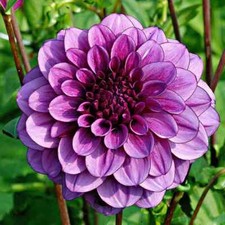 Pick dahlia clump for sale  Hayden
